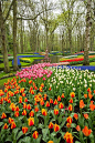 Keukenhof Gardens, Amsterdam, Netherlands