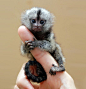 Tiny Monkey!