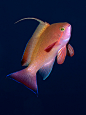 SEA GOLDIE*Pseudanthias squamipinnisBy doug.deep/Doug Anderson
The sea goldie is found in the western Indian Ocean including the Red Sea, and in the Pacific Ocean as far east as Japan and southeast Australia. It is absent from the Persian Gulf and Oman
Th