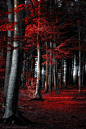 red forest by dorothedomke 