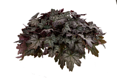 薄荷禾采集到植物免抠素材(标名字)