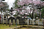 奈良樱花季2012【第十二篇】冰室神社的樱花，近铁奈良站, 品味日本自由行旅游攻略