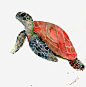 海龟png免抠素材_新图网 https://ixintu.com 手绘 卡通 可爱 海洋 乌龟