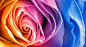ID-935363-彩虹玫瑰花瓣壁纸高清大图