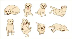 拉布拉多犬小狗插画矢量图设计素材