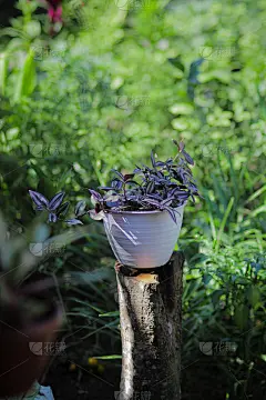 斑马鱼:斑马鱼在夏天生长在后院的花盆里。银英寸植物，流浪犹太植物，装饰室内植物的家庭装饰。