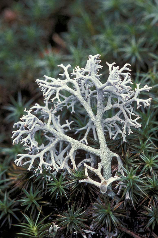 鹿蕊（Cladonia rangifer...