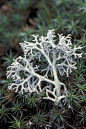 鹿蕊（Cladonia rangiferina），也叫驯鹿地衣，是一种浅色灌木状的石蕊科地衣。它长在排水良好的开阔环境中，主要在高山冻土带能看到，是一种极耐寒的生物。中医里的石蕊就是鹿蕊的枝状体。在欧美，鹿蕊常被叫做驯鹿地衣或驯鹿苔，这是因为鹿蕊是驯鹿的重要食物。和很多地衣一样，鹿蕊生长很缓慢（每年3-5毫米）。当它被过度啃食，焚烧，践踏或者消耗，通常需要几十年才能恢复过来。