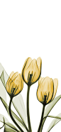 创意_插画 _Z植物采下来 #率叶插件，让花瓣网更好用#