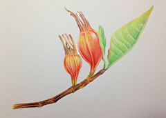 梦那里沙采集到彩铅画