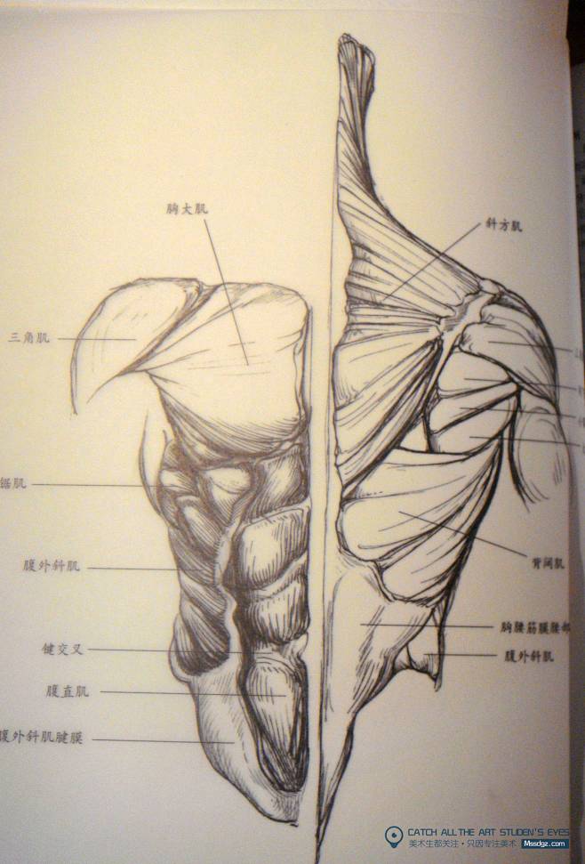 背部肌肉速写图片