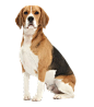 Beagle-Dog-PNG-Free-Download