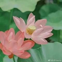 好运头像 - 高清图片，堆糖，美图壁纸兴趣社区