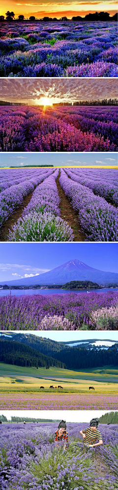 在原地起舞采集到那些花儿