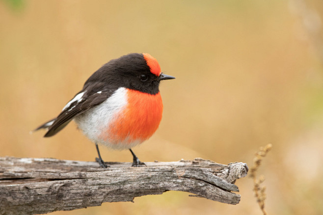 红顶鸲鹟 Red-Capped Robi...