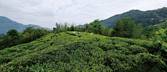 小牛牛采集到茶园