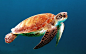 海龟, 龟, 游泳, 海龟, 生物, 海洋, 海洋生命