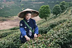 茶树,梯田,传统,阴阳符,阳朔,农业,一个人,东亚人,女人