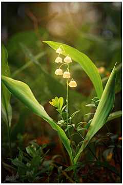 米米小茶采集到Z-植物