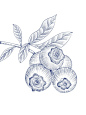 复古标签系列｜版画水果｜植物图鉴｜蓝莓 - 小红书