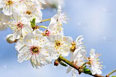 春天的花朵