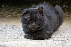 在深灰色的万圣节猫咪呜呜叫，