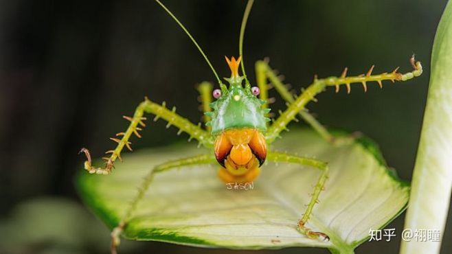 鬼王螽斯这就不说了这种螽斯体长达到了10厘米可谓巨大