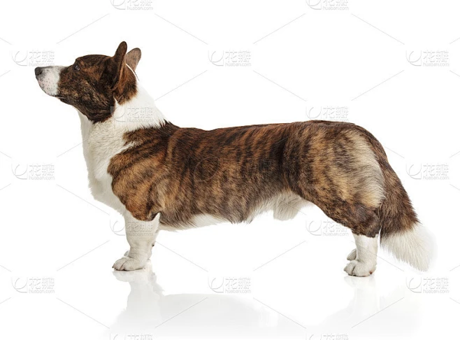 威尔士科基犬开襟羊毛衫素材-花瓣网