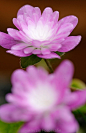 Hepatica Nobilis var. japonica "Benisingyu" -  Japanisches Leberblümchen