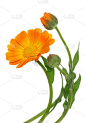 橙色弯曲的颜色，夏天六月金盏花雏菊花一个芽