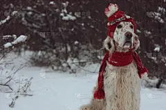 贺卡,冬天,狗,英格兰长毛猎犬,巨大的,现代,公园,休闲活动,水平画幅