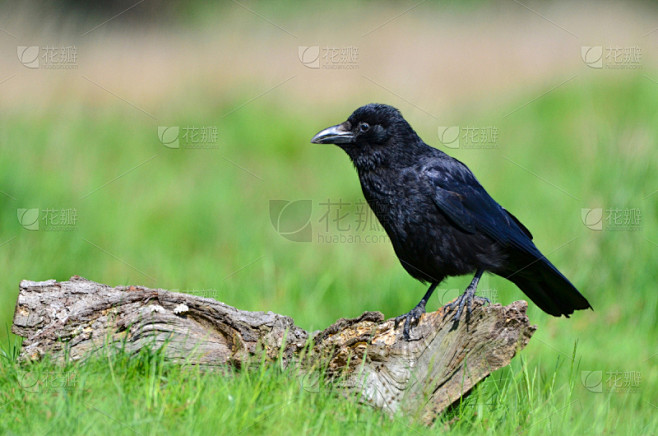 乌鸦,cape rook,鹭管鱼,鸦属,自然,大乌鸦,野生动物,水平画幅,无人,鸟类