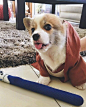 3个月的小柯基Obi 简直萌炸了，好想养一只 （ins:obiwan_thecorgi_ ​​​​） ​​​​