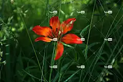 花卉 高清壁纸 酷背景 红色的 美丽的大自然 性质 花园