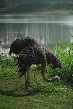 河边的鸵鸟照片下载