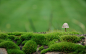 绿色青苔植物清新怡人护眼高清电脑桌面壁纸 1920×1200