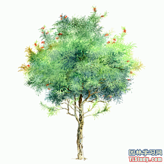 [手绘图展]最全100-1张精美园林植物水彩效果图（拉丁名+种名） - 手绘表现 - 园林学习网