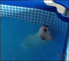 安安可采集到Pets