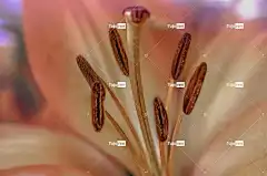 百合 花壁纸 花卉背景 黄花菜 特写 蕊 雌蕊 花 开花