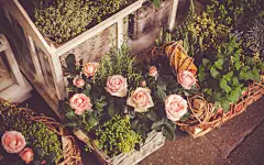 玫瑰花唯美 ipad壁纸 