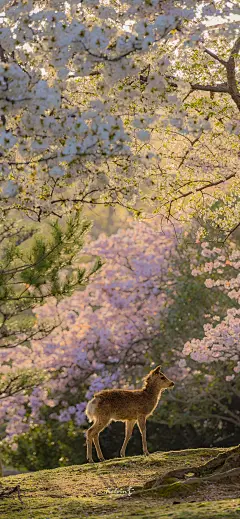 手机壁纸 来自摄影师@kelvin李