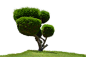Ragged Round Tree stock Photo DSC 0701-PNG by annamae22