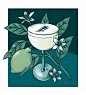 St Thomas cocktail