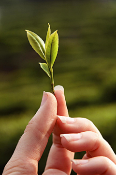 寶石の國采集到茶