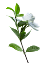 植物  茶花 白色茶花  百花  白色花