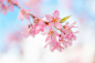 自然,生物,植物,花,植物的组成部分_558403239_Sakura cherry blossoms_创意图片_Getty Images China