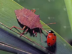 夫人吃虫子