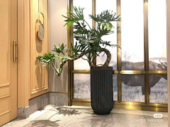 Eckes-bear采集到绿植造型组合