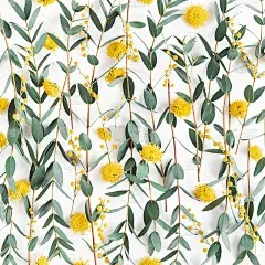 花组成。黄色的花，桉树的树枝在白色的背景。春天的概念。平躺，俯视图