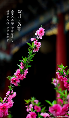 雪之印记采集到花